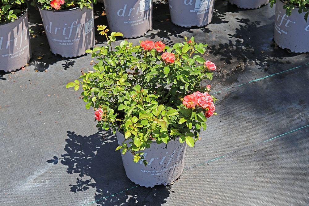 rosa-meidrifora-coral-drift-reg-rose