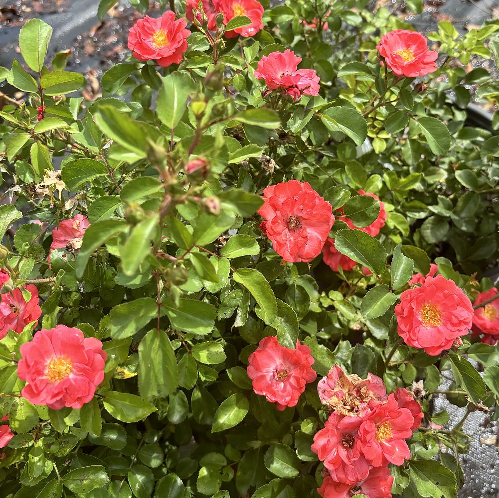 rosa-meidrifora-coral-drift-reg-rose