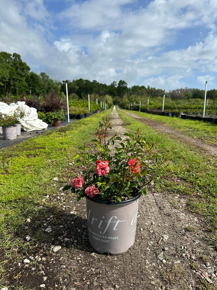 rosa-meidrifora-coral-drift-reg-rose