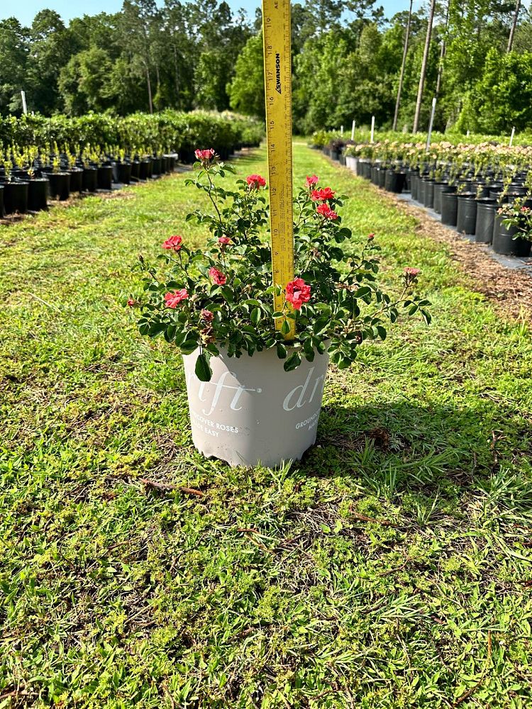 rosa-meidrifora-coral-drift-reg-rose