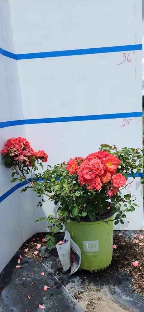 rosa-meidrifora-coral-drift-reg-rose