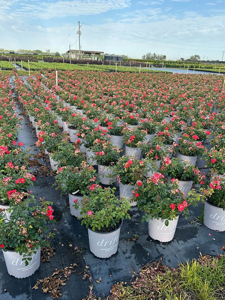 rosa-meidrifora-coral-drift-reg-rose