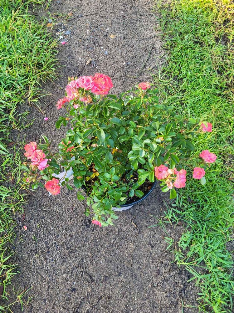 rosa-meidrifora-coral-drift-reg-rose
