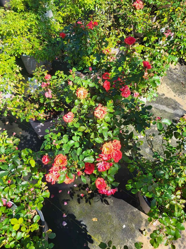 rosa-meidrifora-coral-drift-reg-rose