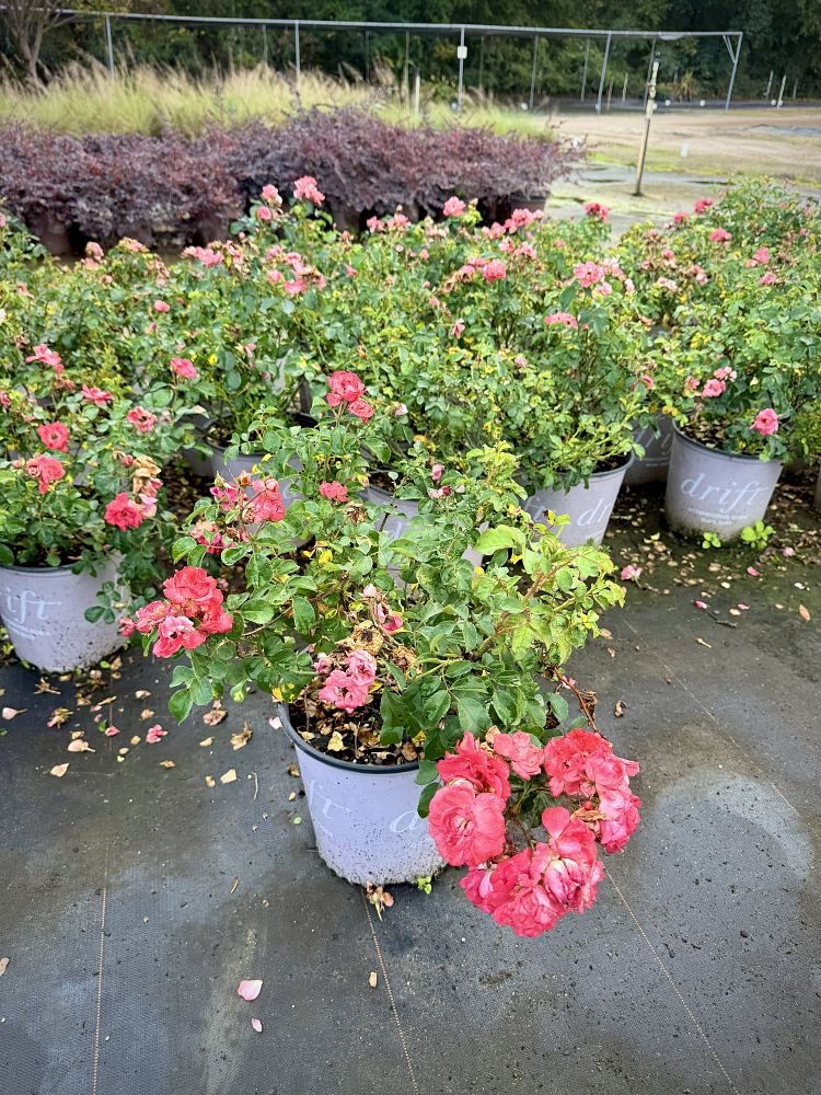 rosa-meidrifora-coral-drift-reg-rose