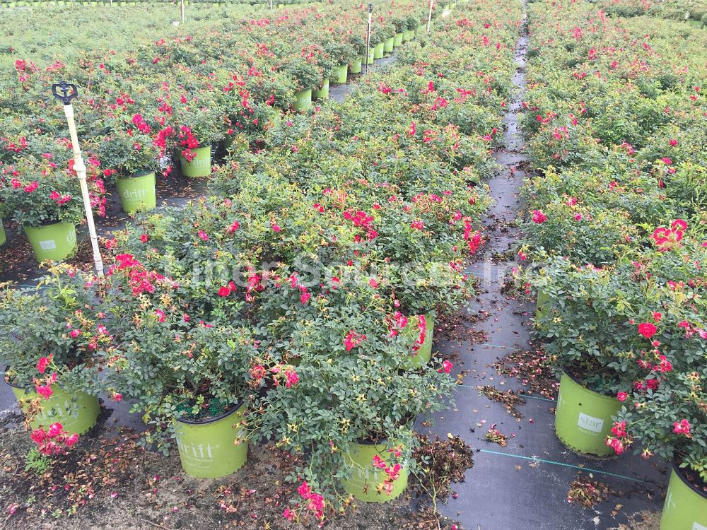 rosa-meigalpio-red-drift-reg-rose
