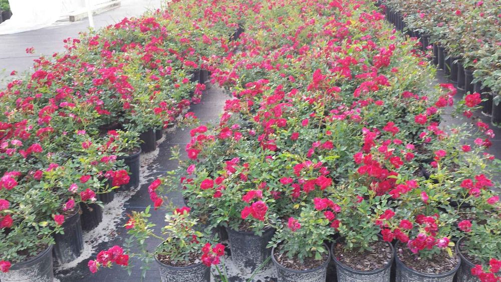 rosa-meigalpio-red-drift-reg-rose