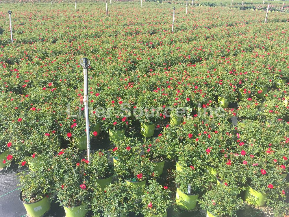 rosa-meigalpio-red-drift-reg-rose
