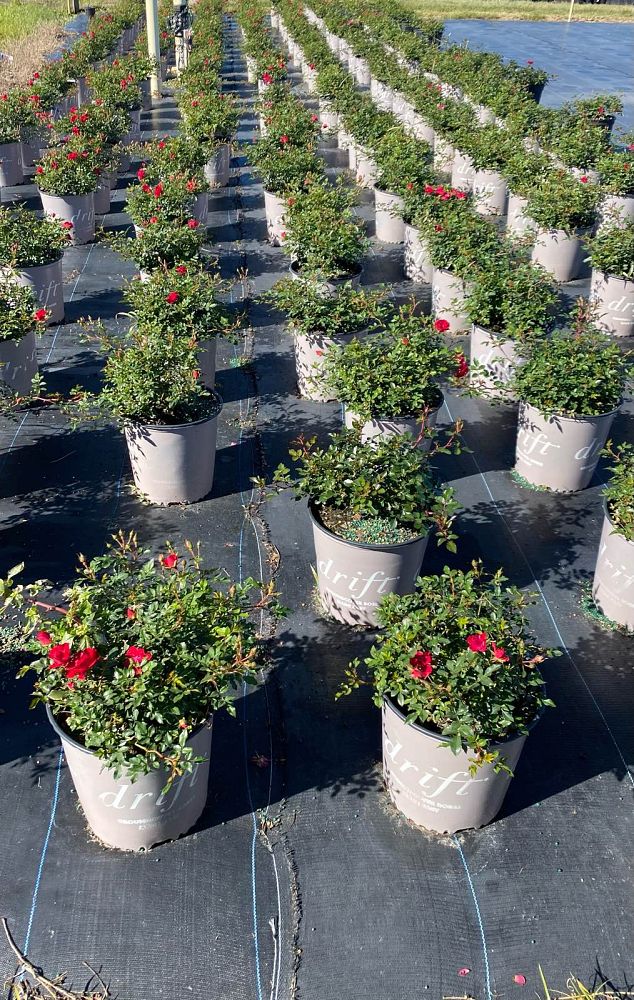rosa-meigalpio-red-drift-reg-rose