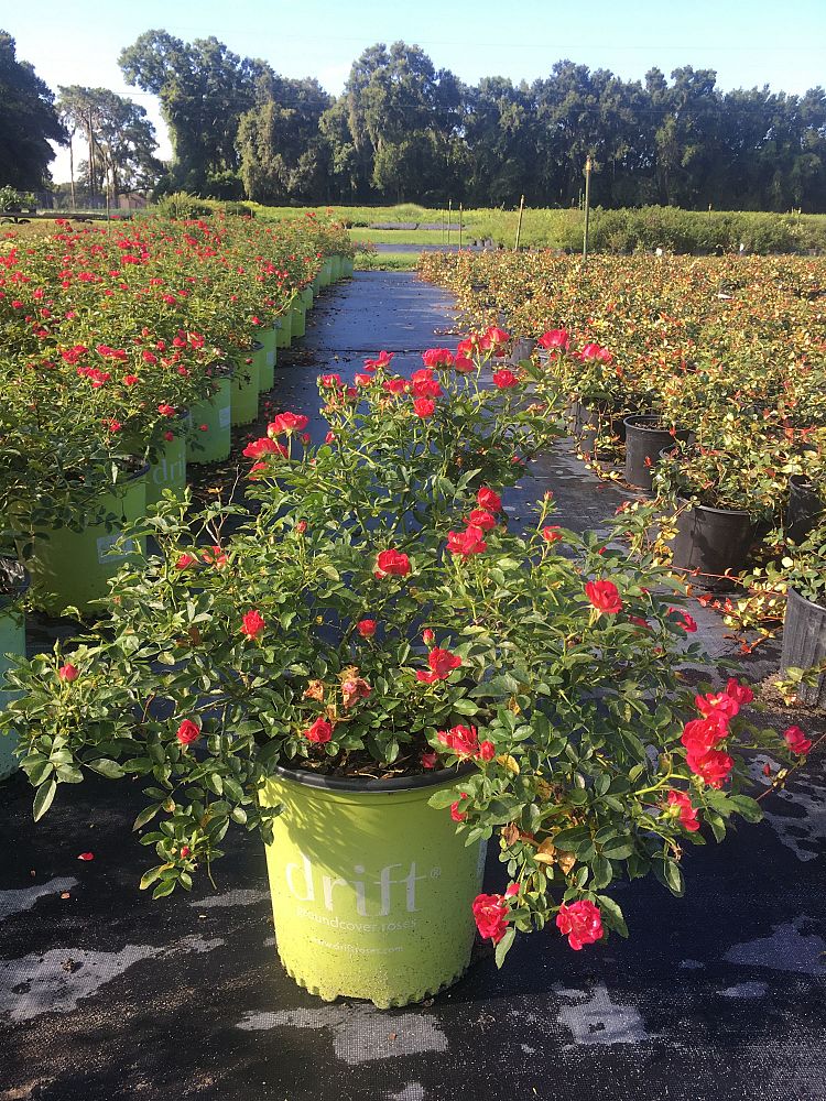 rosa-meigalpio-red-drift-reg-rose