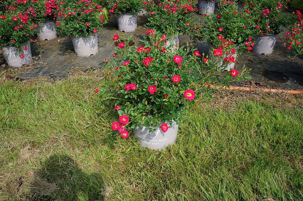 rosa-meigalpio-red-drift-reg-rose