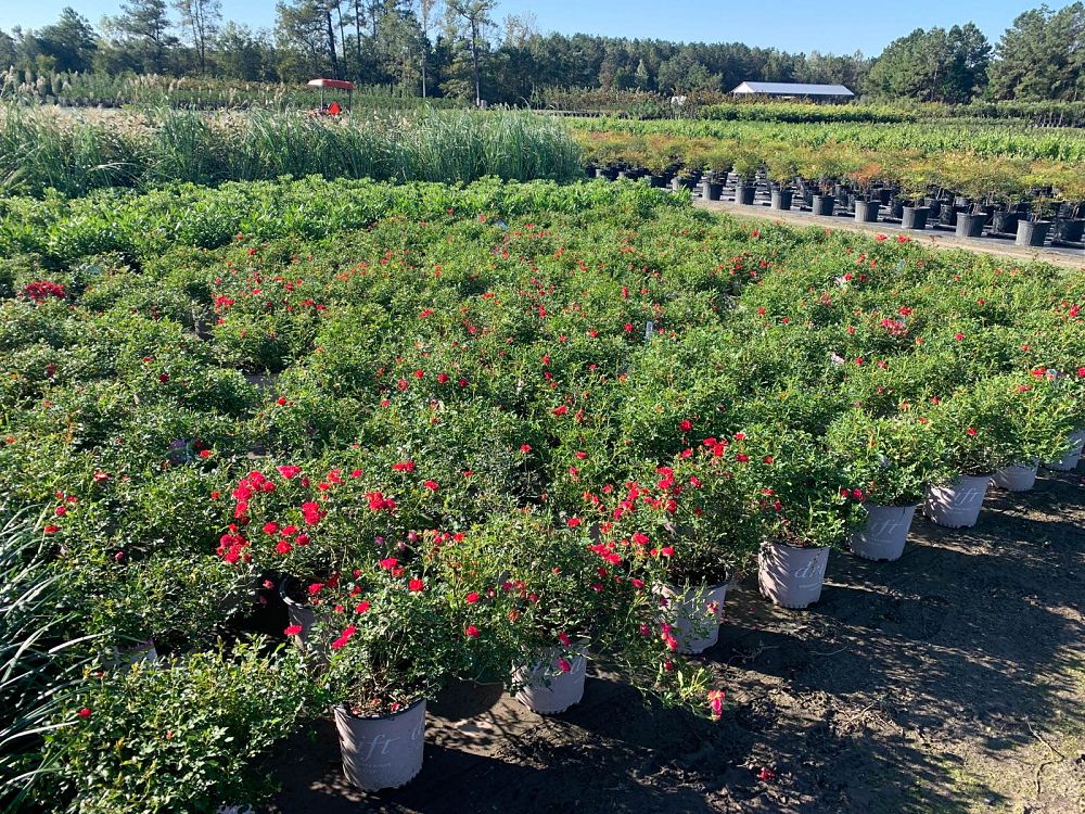 rosa-meigalpio-red-drift-reg-rose