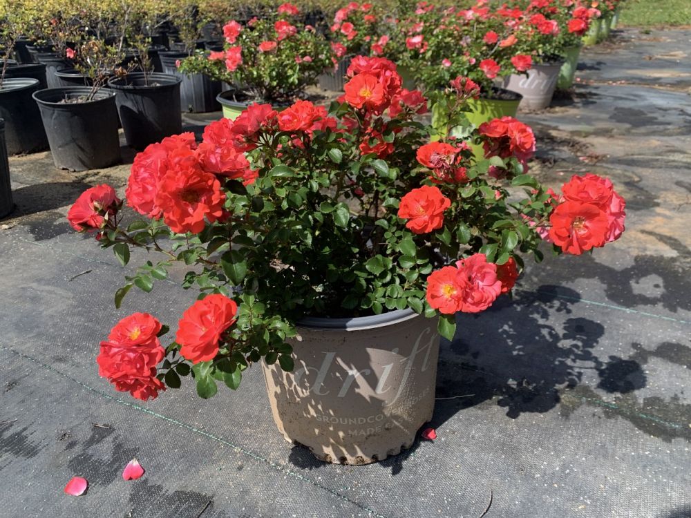 rosa-meigalpio-red-drift-reg-rose