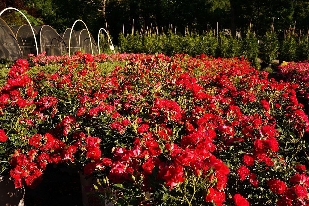rosa-meigalpio-red-drift-reg-rose