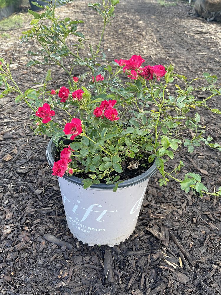 rosa-meigalpio-red-drift-reg-rose