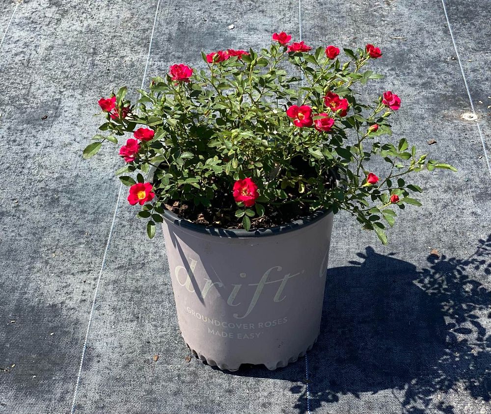 rosa-meigalpio-red-drift-reg-rose