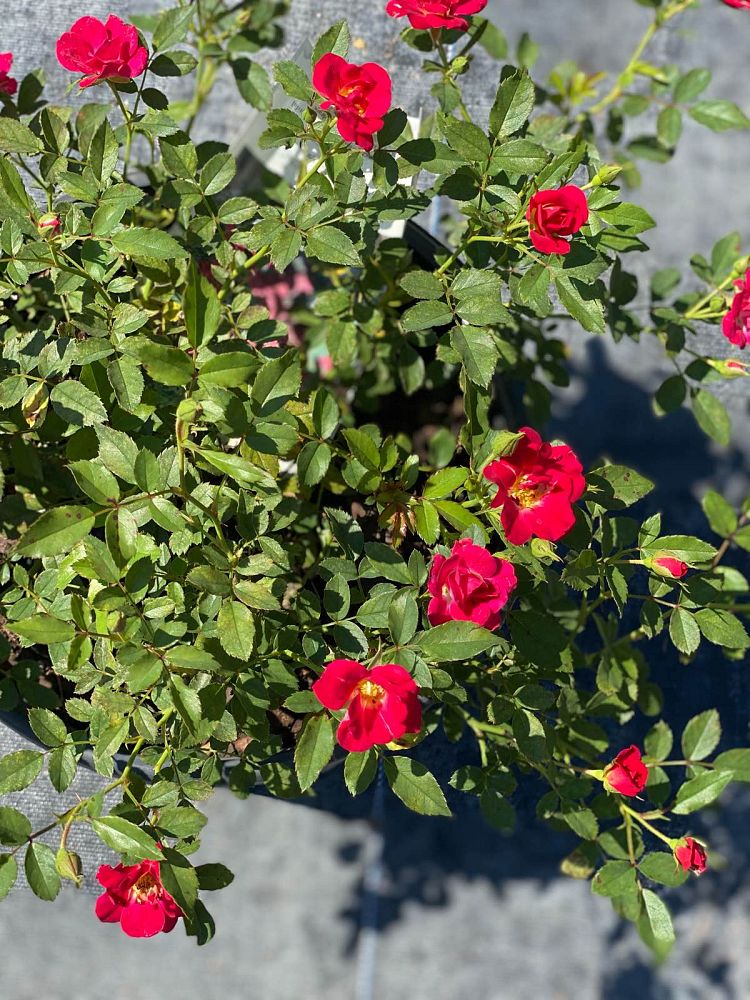 rosa-meigalpio-red-drift-reg-rose