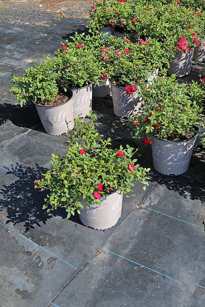 rosa-meigalpio-red-drift-reg-rose