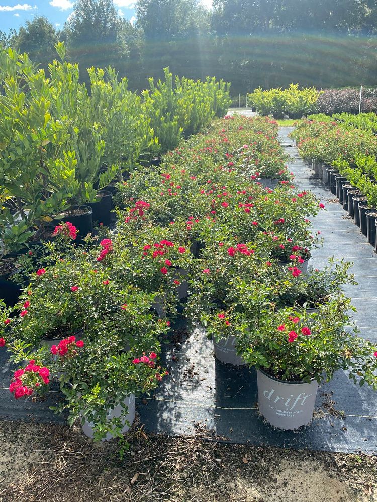 rosa-meigalpio-red-drift-reg-rose
