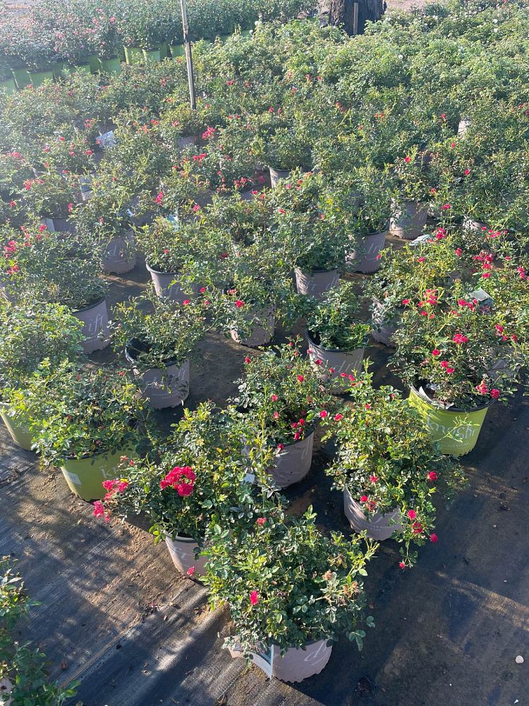 rosa-meigalpio-red-drift-reg-rose