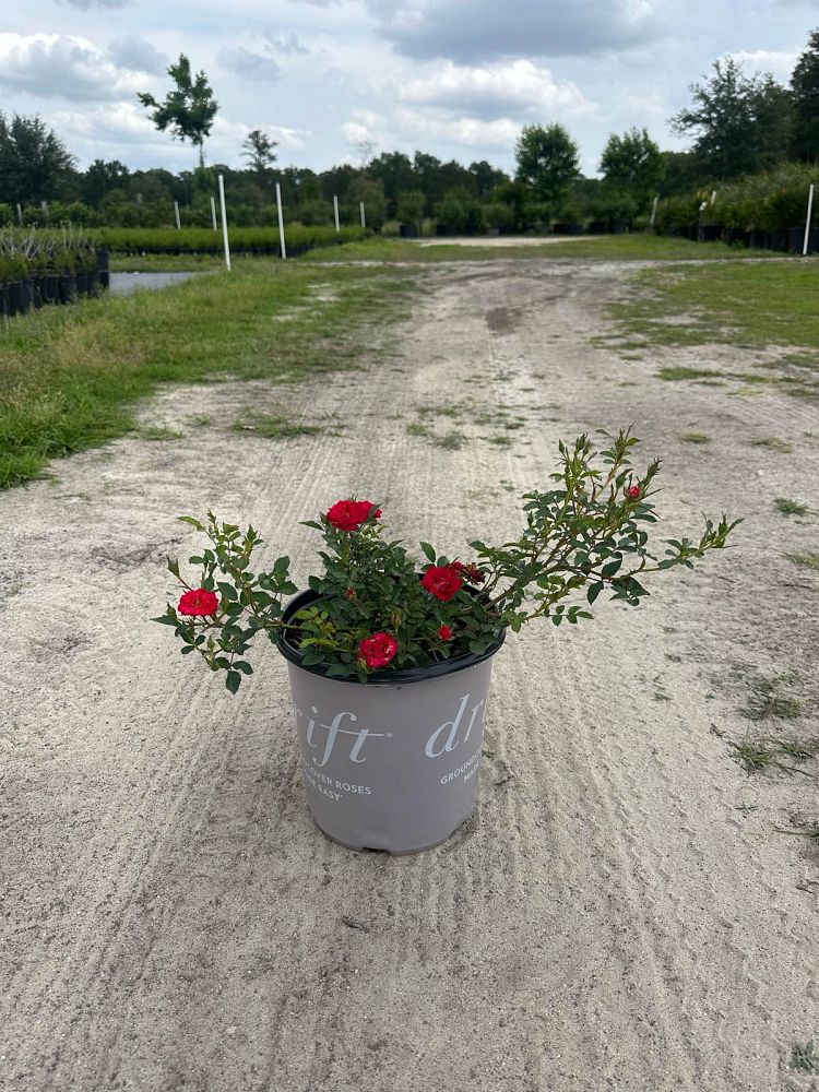 rosa-meigalpio-red-drift-reg-rose