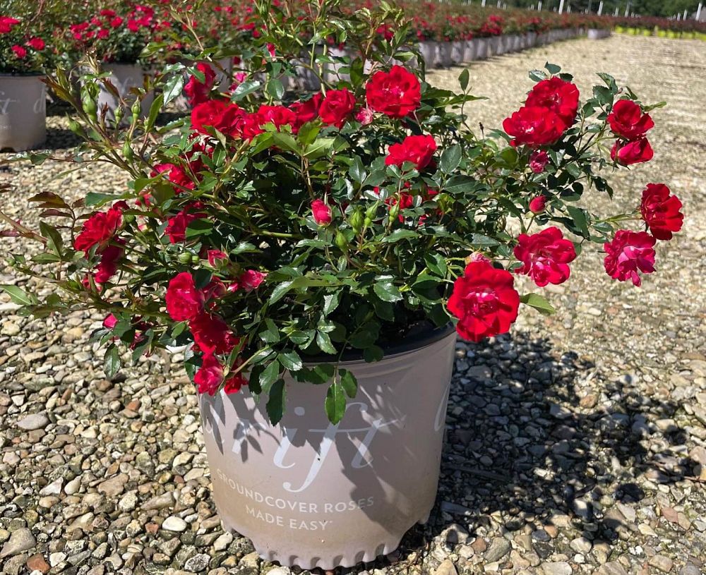 rosa-meigalpio-red-drift-reg-rose