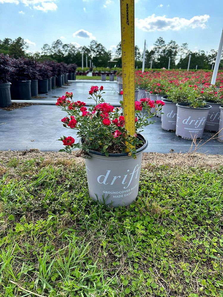 rosa-meigalpio-red-drift-reg-rose