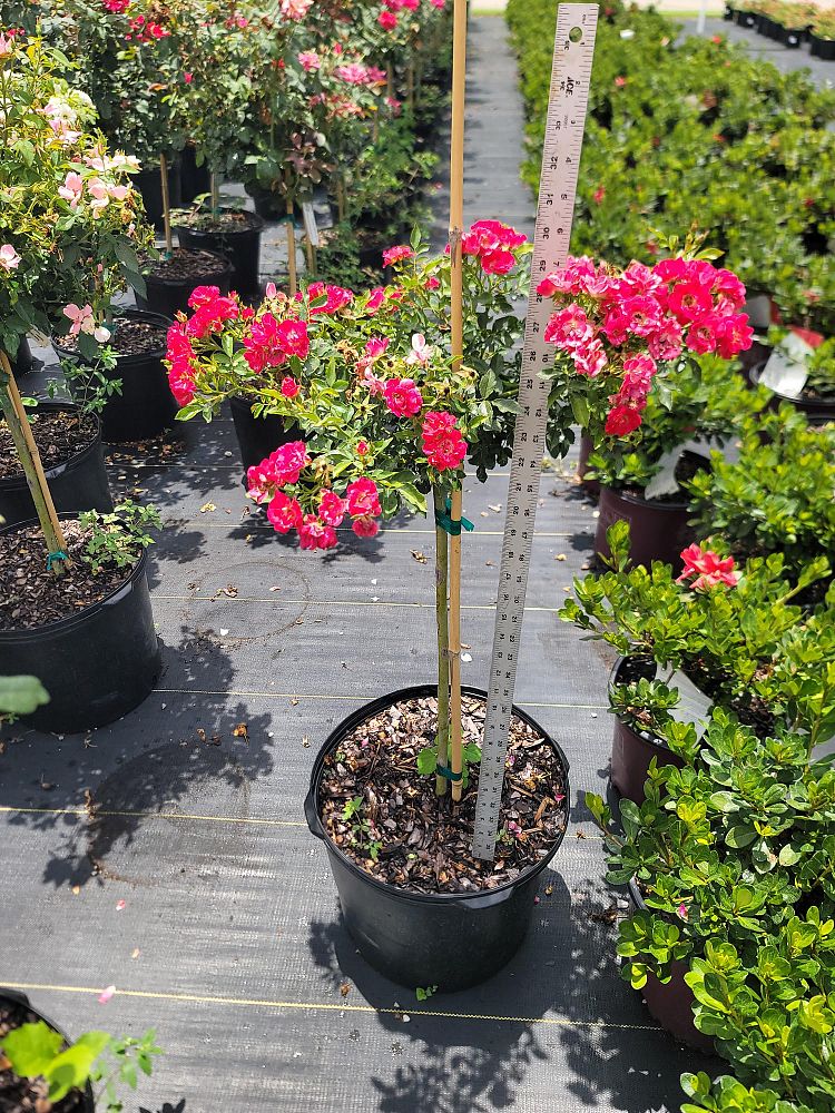 rosa-meigalpio-red-drift-reg-rose