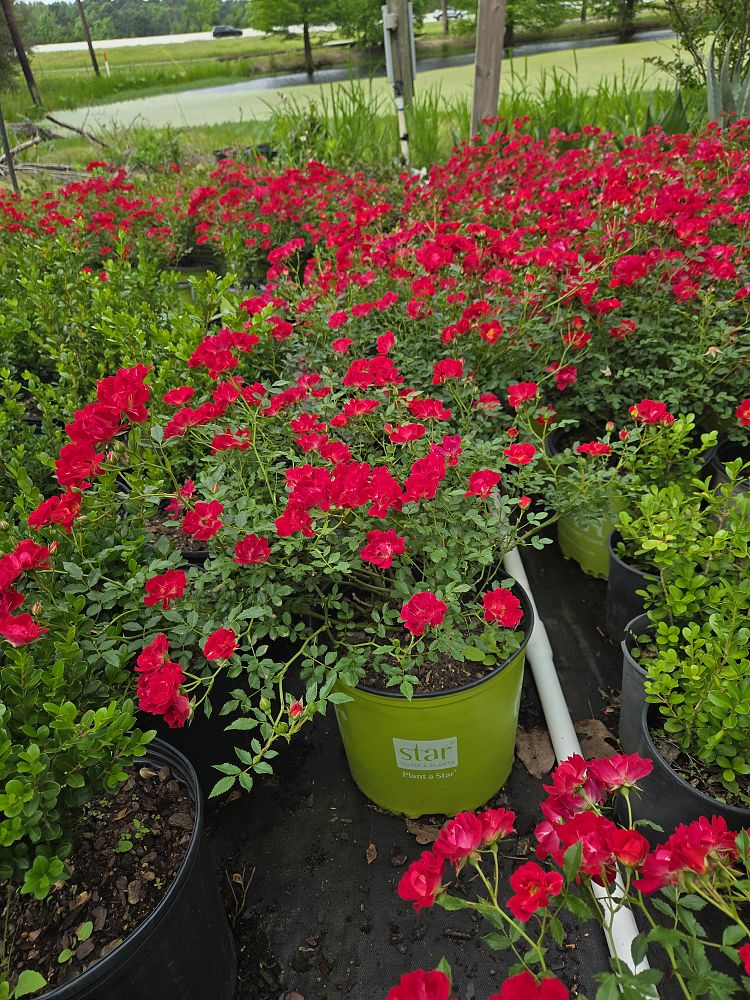 rosa-meigalpio-red-drift-reg-rose