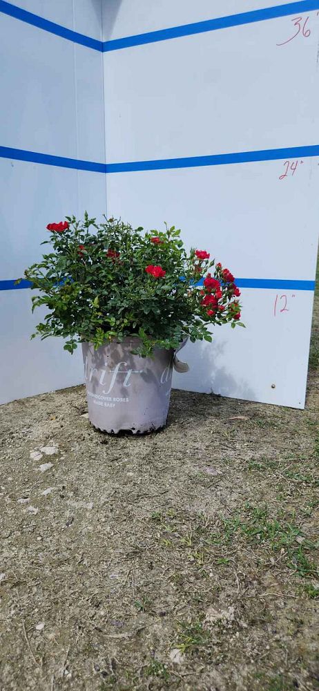 rosa-meigalpio-red-drift-reg-rose