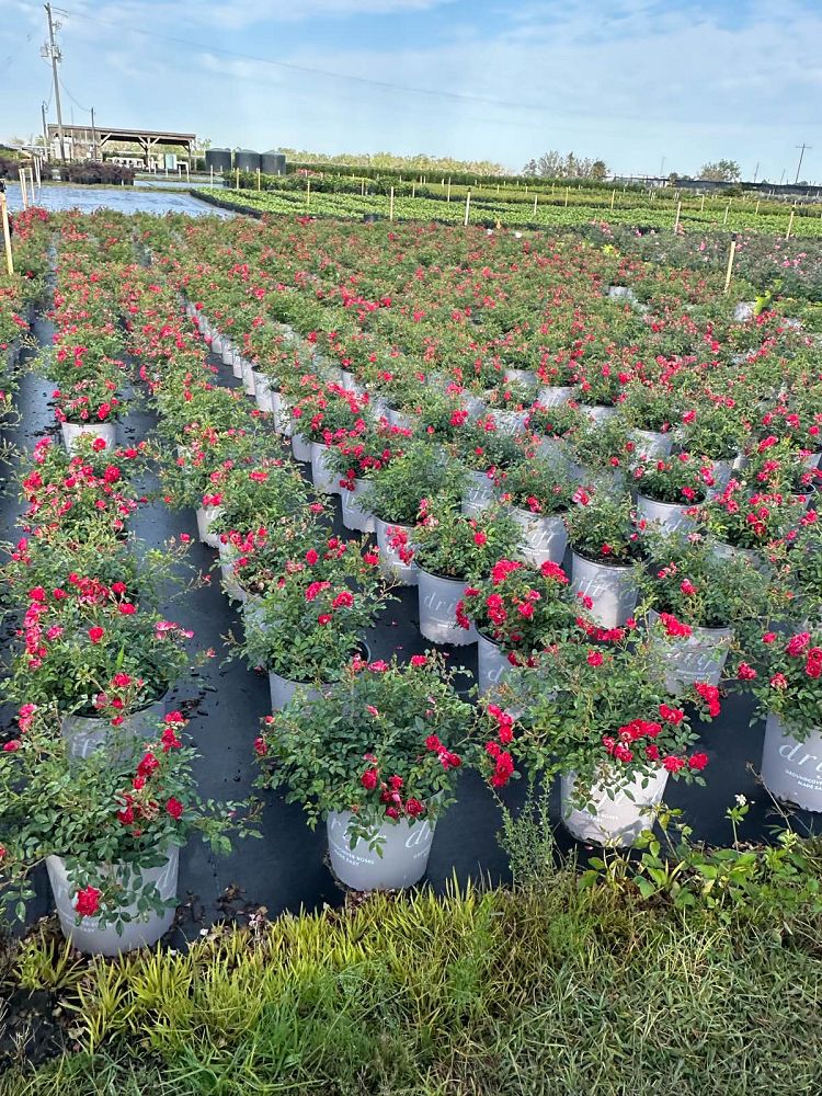 rosa-meigalpio-red-drift-reg-rose