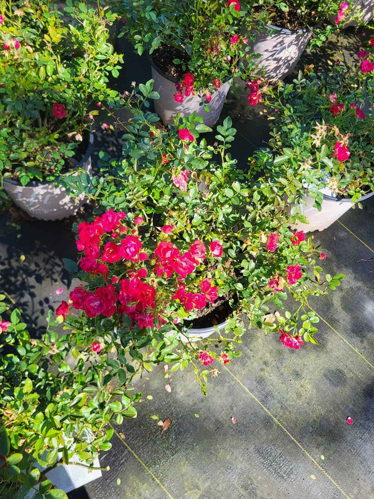 rosa-meigalpio-red-drift-reg-rose