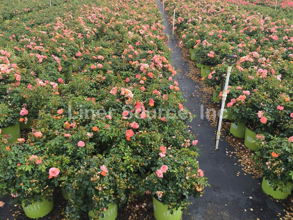 rosa-meiggili-peach-drift-reg-rose