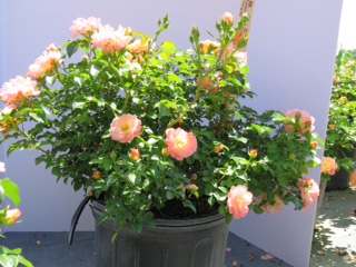 rosa-meiggili-peach-drift-reg-rose