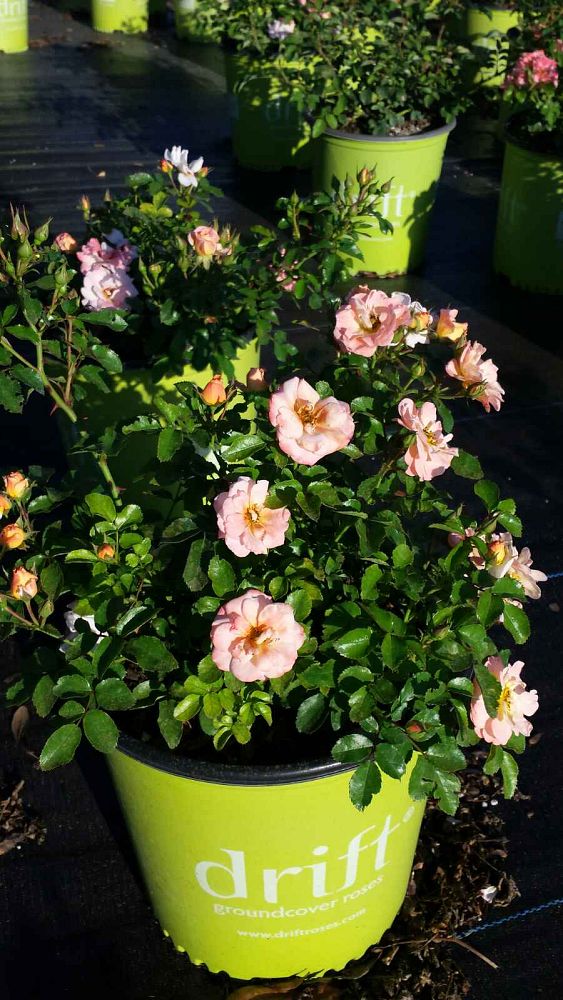 rosa-meiggili-peach-drift-reg-rose