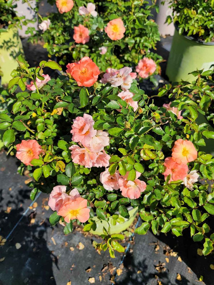 rosa-meiggili-peach-drift-reg-rose