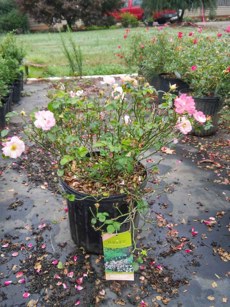 rosa-meiggili-peach-drift-reg-rose