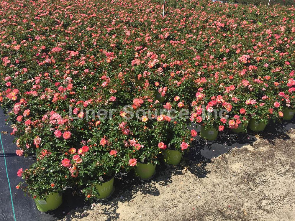 rosa-meiggili-peach-drift-reg-rose
