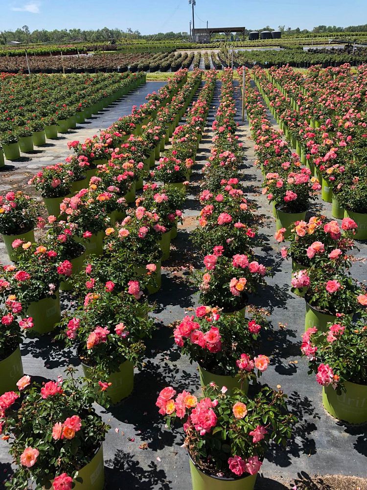 rosa-meiggili-peach-drift-reg-rose