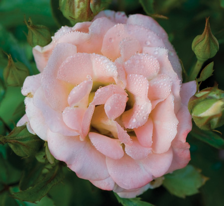 rosa-meiggili-peach-drift-reg-rose