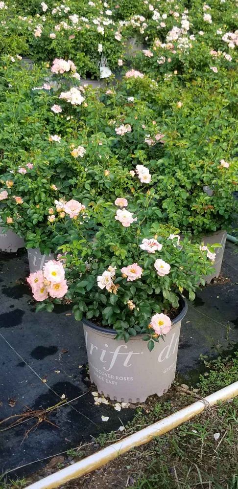 rosa-meiggili-peach-drift-reg-rose