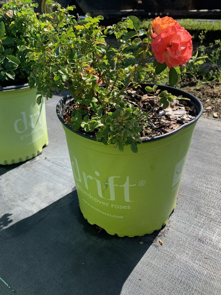 rosa-meiggili-peach-drift-reg-rose