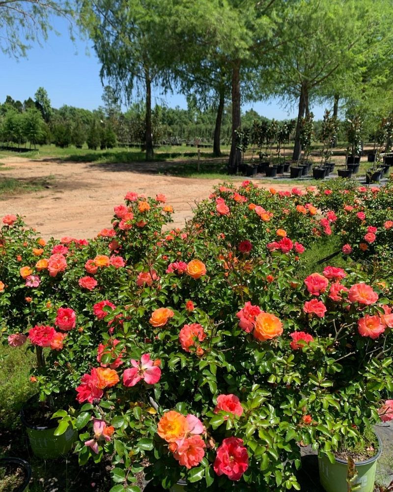rosa-meiggili-peach-drift-reg-rose