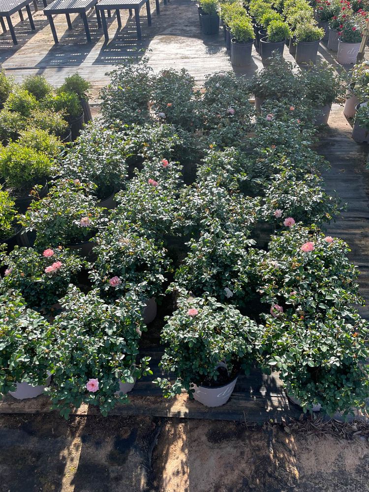 rosa-meiggili-peach-drift-reg-rose