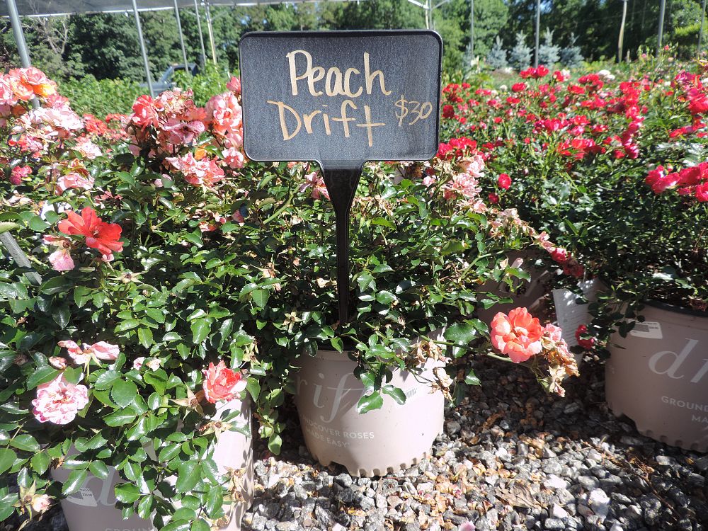 rosa-meiggili-peach-drift-reg-rose