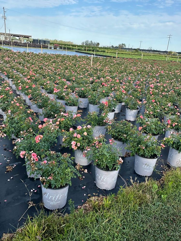rosa-meiggili-peach-drift-reg-rose