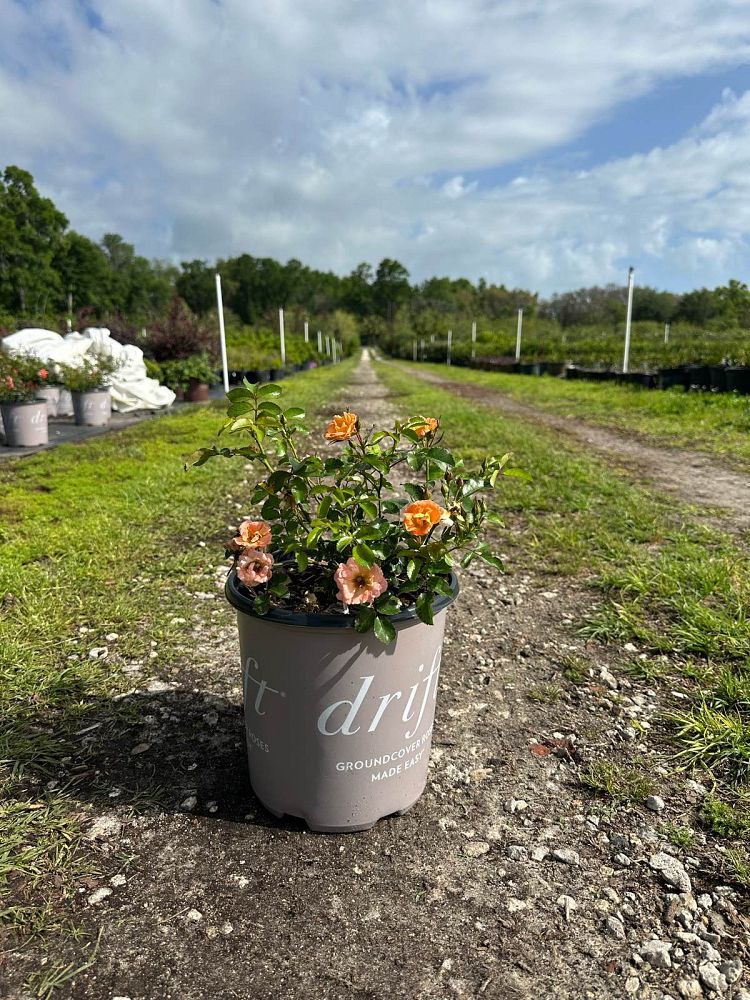 rosa-meiggili-peach-drift-reg-rose