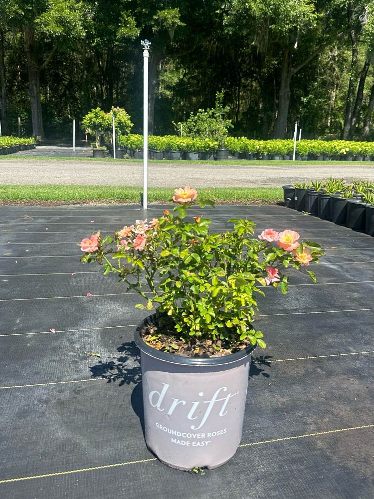 rosa-meiggili-peach-drift-reg-rose