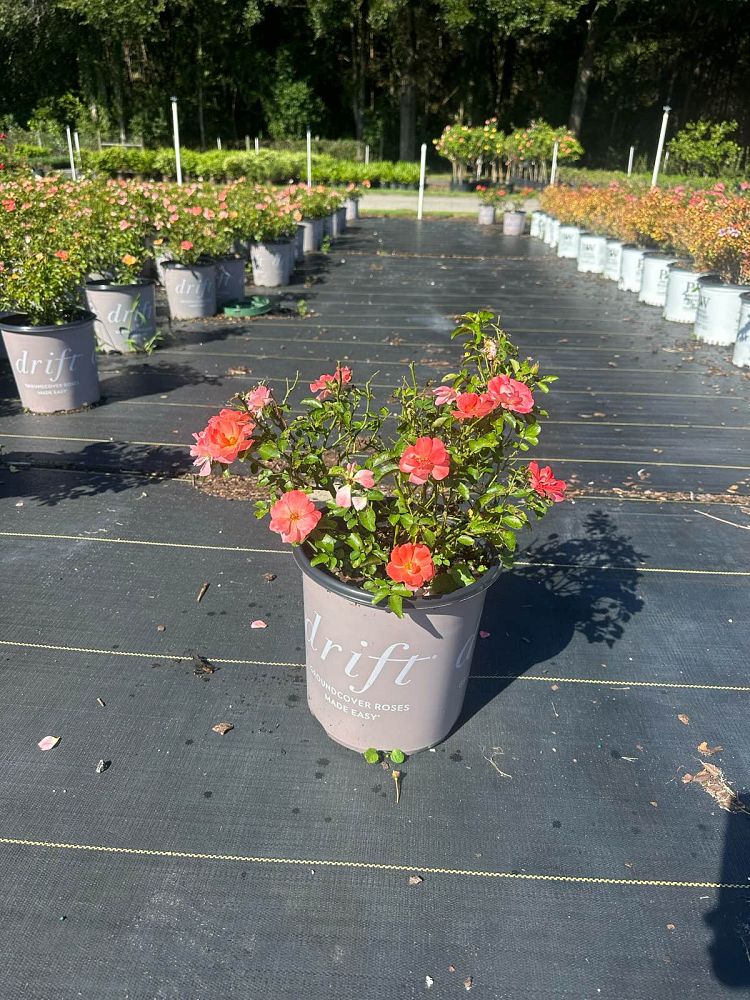 rosa-meiggili-peach-drift-reg-rose
