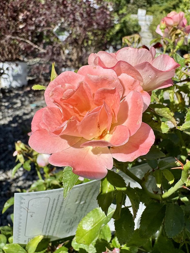 rosa-meiggili-peach-drift-reg-rose